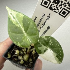 Alocasia Maharani Variegata -