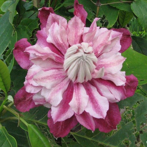 Patricia clematis seeds - 25,