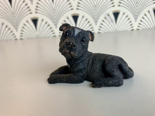Black staffy style dog - staffy,