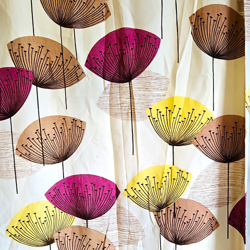 Sanderson dandelion clocks - dandelion,