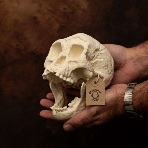 Hobbit skull replica homo - replica,