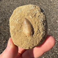 Mosasaur Tooth Fossil In