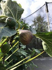 fig tree cuttings uk - Lungo