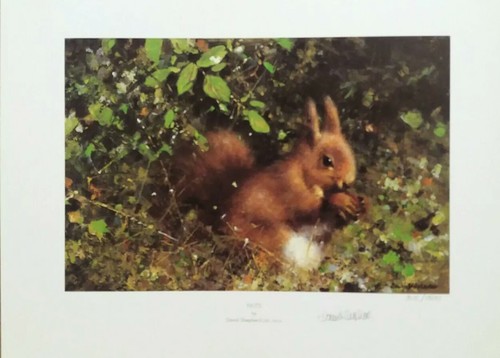 Red squirrel nuts - squirrel, david