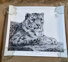David Dancey-Wood Snow Leopard