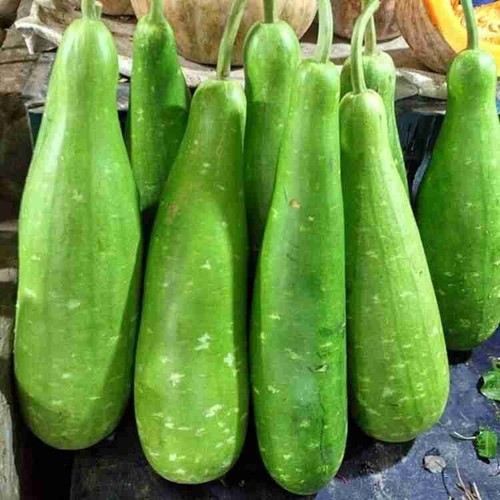Bangladeshi long lau khodu - bangladeshi,