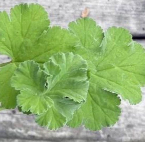 Scented geranium xxl - scented, jumbo