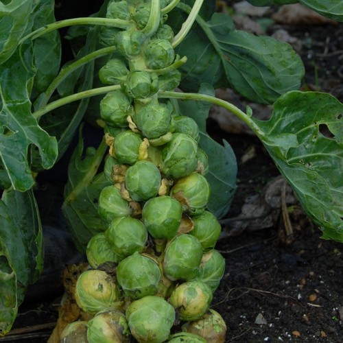 Brussels sprout darkmar - 6x,