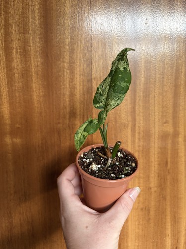 Syngonium mojito variegated - syngonium,