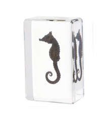 Seahorse in Resin Seahorse Oddities Weird Strange Creepy Odd