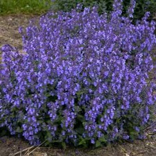 6 Scented Nepeta Kit Kat