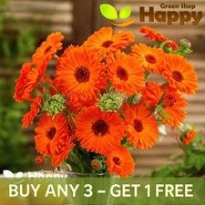 POT MARIGOLD GEISHA GIRL - 150