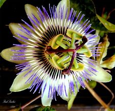 Passiflora Incarnata Passion