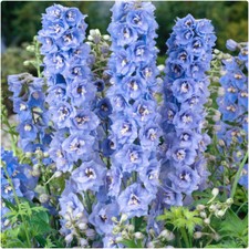 Delphinium Magic Fountain Sky Blue/White Bee x 6 Plug Plants 