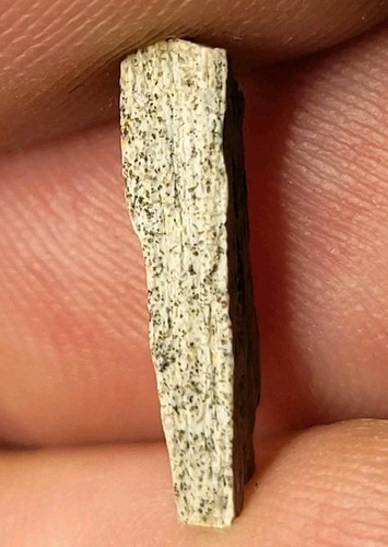 Real rex tooth shard - shard, hell