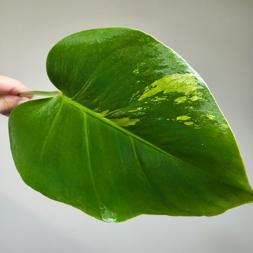 Monstera deliciosa matcha - monstera,
