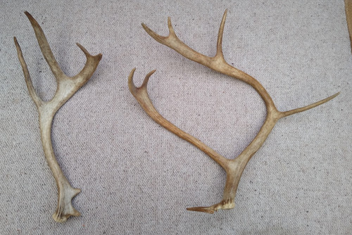 Real reindeer antlers - real, x2