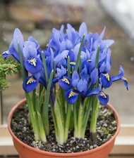 10x Iris Reticulata HARMONY