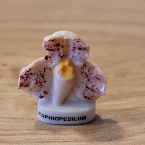 Bean flower paphiopedilum - -,