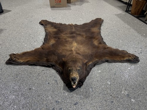 Vintage large adult black bear - large,