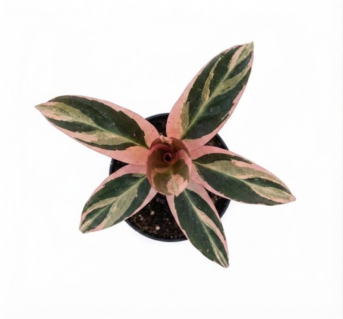 Calathea triostar indoor - |,