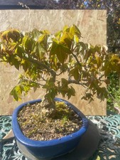 bonsai tree outdoor