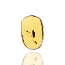 Beetle with two Midges. Genuine Fossil Inclusion in Burmese Amber.