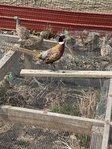 Chinese ringneck pheasant - 12+,