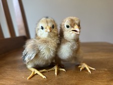 BYM Large Fowl Dozen Hatching
