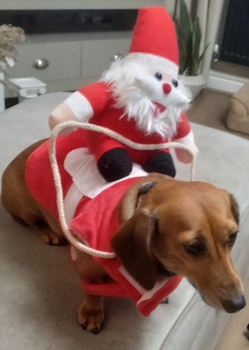 Pet dog puppy cat - pet, christmas