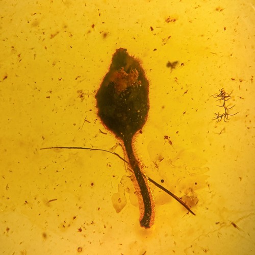 Stunning leaf inclusion - stunning, in