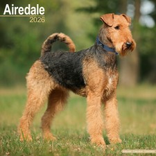 Airedale 2026 Calendar | Dog Breed Gift Wall 15% OFF MULTI ORDERS