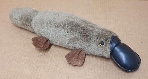 Duck billed platypus - duck,
