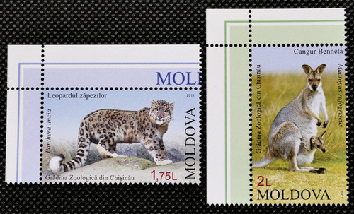Snow leopard wallaby - snow,