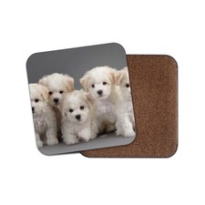 Bichon Frise Puppies Coaster -