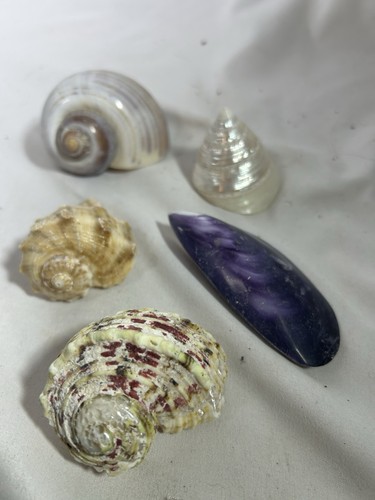 Seashell lot conch snail - 5,