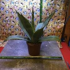 Agave Americana Large Plant