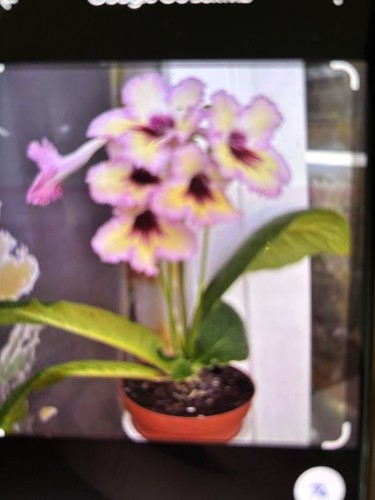 Streptocarpus horus plug - ds, horus,