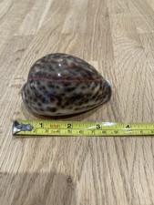 Large Tiger Cowrie Shell