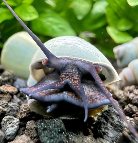 Blue mystery snails pomacea - 3,