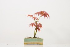 Japanese Maple Bonsai - 12cm