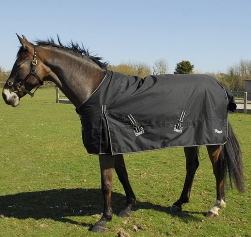 Rhinegold torrent horse - torrent,