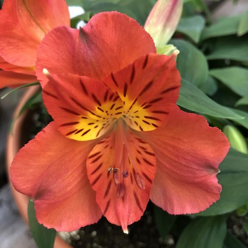 Alstroemeria colorita amina - colorita,
