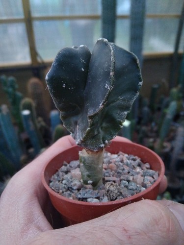 Astrophytum myriostigma nudum
