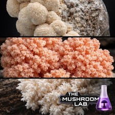 3x Hericium Liquid Cultures -