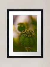 Poppy Heads Framed Art Print