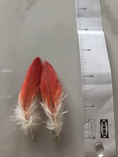 Parrot Feathers 