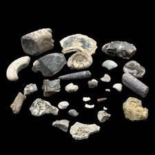 1kg british fossil mix - british,