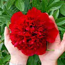 Peony Red Fragrant - Large XXL