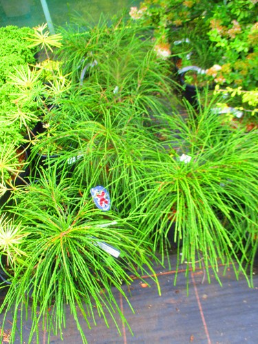 Thuja plicata whipcord - , 7litre
